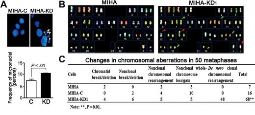 Figure 5. Silencing PDSS2 increased chromosomal instability. A, Representative images and summary of the frequency of micronuclei in MIHA-KD1 and MIHA-C cells. White arrows, micronuclei formed in the cells. B, Representative images of spectral karyotyping of one-month consecutive cultured cells (MIHA and MIHA-KD1). More chromosomal aberrations were observed in metaphase spreads of MIHA-KD1 cells than in those of MIHA cells. Green arrows, whole chromosome losses or gains; red arrows, novel structural aberrations. C, Summary of changes in chromosomal aberrations in 50 metaphase spreads of cells.