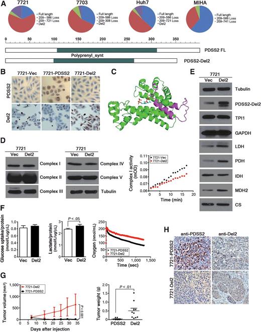 Figure 6. PDSS2-Del2 was a new PDSS2 isoform. A, Different variants of PDSS2 were detected in three HCC cell lines (SMMC7721, QGY7703, and Huh7) and the MIHA immortalized liver cell line. Schematic showing the amino acid sequence of PDSS2 FL (full length) and PDSS2-Del2 (dark green, polyprenyl synthesis domain). B, The cell derivatives of 7721 (-Vec, -PDSS2 and -PDSS2-Del2) were detected by IHC with anti-PDSS2 and anti-Del2. IHC staining showed that Del2 protein could be detected by the anti-Del2 antibody but not by the anti-PDSS2 antibody (original magnification, ×200). C, 3-D structure of PDSS2 (exon 2, purple). D, Del2 overexpression in 7,721 cells did not affect the protein levels of mitochondrial complexes I∼V. The Complex I activity decreased slightly in PDSS2-Del2 cells compared with that in vector control cells. E, The levels of PDH and molecules associated with glycolysis and the Krebs cycle were determined by Western blotting in Del2-transfected 7721 cells and vector control cells. F, Glucose uptake, lactate secretion, and oxygen consumption were compared between Del2-transfected and vector-transfected cells or PDSS2-transfected cells. G, The tumor volume and tumor weight demonstrated that xenograft inhibition ability was absent in Del2-transfected cells, in contrast to PDSS2-transfected cells. H, Representative images of xenograft sections stained with anti-PDSS2 and anti-Del2 antibodies (original magnification, ×200).