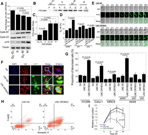 Figure 1. Overexpressed LNC CRYBG3 inhibits cytokinesis. A, LNC CRYBG3 expression in G0–G1, S, G2–M, and M phase, detected by qRT-PCR (mean ± SE, n = 3). Nocodazole and thymine were used for cell-cycle synchronization. Prior to administration of 100 ng/mL nocodazole for 20 hours (M phase) or 2 mmol/L thymine for 24 hours (G0–G1 phase) and release for 4 hours (S phase) and 15 hours (G2–M phase). The protein makers of different phase of cell cycle were confirmed by Western blot analysis. B and C, F/G-actin ratio in G0–G1, S, G2–M, and M phase cells. D, Cell-cycle distribution after overexpression of LNC CRYBG3, assayed by flow cytometry. LNC NC, lncRNA negative control. Sh1 or Sh2, LNC CRYBG3 short hairpin RNAs. E, Confocal microscopy was used to observe cell mitosis after overexpression with LNC NC or LNC CRYBG3. F and G, The number of binucleated cells was counted. DAPI shows the nuclei; 18S rRNA probe shows cytoplasm; GFP shows the LNC CRYBG3–positive cells. Proportion of binucleated cells (mean ± SE; n = 3) in G. More than 1,000 cells were counted in each group. H, The apoptosis rate of cells when overexpressed with negative control or LNC CRYBG3. I, Determination of cell proliferation curve when cells were overexpressed with negative control or LNC CRYBG3. Data represent the mean ± SE of three independent experiments.