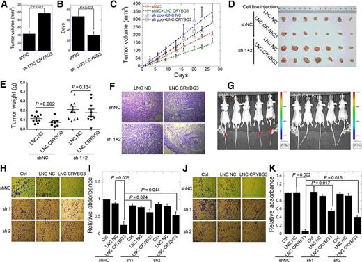Figure 2. LNC CRYBG3 prevents tumor growth and reduces tumor cell metastasis and invasion. A, The tumor volume was detected for each group on day 30. B, Calculation of the theoretical time required for the tumor to grow to 100 mm3. The tumor formation frequency was calculated as described in Materials and Methods (n = 10 for each group). C, Xenografted tumor growth curve after overexpression of LNC CRYBG3 or negative control. The injections were given when xenografted tumor reached 100 mm3 in size twice a week for a month (n = 10 for each group). D, The xenografted tumors obtained after eight injections in each group (n = 10 for each group). E, The weight of xenografted tumors from different groups was compared (n = 10 for each group). F, Representative hematoxylin and eosin staining of transplanted lung tumor tissues is shown. G, In vivo cell metastasis experiment (n = 5 for each group). H and I, Upregulation of LNC CRYBG3 reduced the metastatic potential of A549 cells. Images showing transwell invasion of the A549 cells. The three images in the top panel show invasion of A549 cells in control or in cells overexpressed with negative control or LNC CRYBG3. The images in the middle (sh1) and bottom panel (sh2) show the short hairpin of LNC CRYBG3 RNA-expressed cells overexpressed with LNC NC or LNC CRYBG3. J and K, Upregulation of LNC CRYBG3 influences the invasive property of A549 cells. Images showing Matrigel invasion of the A549 cells. Data represent the mean ± SE of three independent biological experiments.