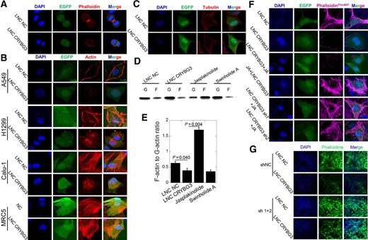 Figure 3. LNC CRYBG3 regulates cytoskeleton formation. A, Staining of contractile ring dyeing in mitotic telophase A549 cell. B and C, Immunofluorescence analysis of microfilament and microtubule morphology in cells overexpressing LNC CRYBG3. GFP shows the LNC CRYBG3–positive cells. D and E, F-actin and G-actin protein levels in the A549 cells overexpressed with LNC CRYBG3 or negative control. F, Immunofluorescence staining was used to determined the microfilament morphology. G, Frozen sections of tumors were stained with Alexa Fluor 647 phalloidine to visualize the microfilaments and DAPI was used to stain the nuclei. Data represent the mean ± SE of three independent biological experiments.