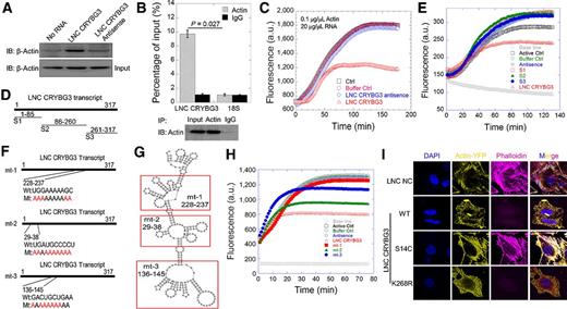 Figure 4. LNC CRYBG3 directly interacts with G-actin. A, RNA pulldown analysis determined the actin protein-LNC CRYBG3 interaction in A549 cells using 5′-biotin-linked RNAs. B, Histogram of LNC CRYBG33 enrichment after RNA immunoprecipitation assays. Actin antibodies were used. C, In vitro polymerization of pyrene-labelled actin (0.1 μg/μL) was monitored using time-based fluorimetry. Additional components were 20 μg/μL LNC CRYBG3 in vitro transcription product. Pyrene-labeled actin was monitored using time-based fluorimetry. D, Diagram showing the truncated LNC CRYBG3. E, In vitro polymerization of pyrene-labeled actin treated with truncated LNC CRYBG3. F and G, Diagram showing the mutant of LNC CRYBG3. H, In vitro polymerization of pyrene-labeled actin treated with mutant LNC CRYBG3. I, Immunofluorescence analysis determined the microfilaments morphology after A549 cells were transfected with actin mutant plasmid and then overexpressed LNC CRYBG3 or negative control. Data represent the mean ± SE of three independent biological experiments.