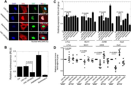 Figure 5. LNC CRYBG3 induces MAL nuclear accumulation and affects the activity of SRF. A, Immunofluorescence analysis determined MAL and SRF localization in cells. B, Luciferase assay showed the SRF activity. C, Genes expression shown by qRT-PCR. D, Genes expression in xenografted tumors shown by qRT-PCR. Data represent the mean ± SE of three independent biological experiments.