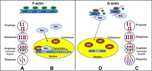Figure 6. Model for LNC CRYBG3–actin–MAL–SRF pathway. A and D, As one of the most important components of contractile ring, the fragmentation of the microfilament caused by LNC CRYBG3 directly leads to the inability of the contractile ring formation. Eventually, the cell failed to complete the cytoplasmic division and formed binuclear cells, which led to cell death. C, In LNC CRYBG3–overexpressed cells, MAL is predominantly cytoplasmic, where it is sequestered by actin monomers. B, In control group, an accumulation of F-actin and a commensurate decrease in the level of G-actin. As a consequence, MAL is no longer sequestered and is free to translocate to the nucleus, where it associates with SRF and activates SRE-mediated gene expression.