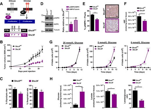 Figure 1. ShcA signaling increases the metabolic activity and glucose dependency of ErbB2-driven breast cancer cells. A, Schematic diagram depicting the ShcA alleles (ShcAWT, Shc3F) used in this study. B, ShcAWT and Shc3F tumor growth rate is shown as average tumor volume (mm3) ± SEM (n = 8 tumors each). C, The glycolytic and respiratory activity of ShcAWT and Shc3F cells was assessed by quantifying their ECARs and OCR, respectively (means ± SEM; n = 9 per group). D, Immunoblot analysis from ShcAWT and Shc3F cells using pAMPK-, AMPK-, and tubulin-specific antibodies. The data are representative of four independent experiments (± SEM). E, Mammary tumors were subjected to immunohistochemical staining using pAMPK-specific antibodies (% positively stained cells ± SEM; n = 8 tumors each). Representative images are shown (scale bar, 50 μm). F, AMP levels were quantified in ShcAWT (n = 10) and Shc3F (n = 11) tumors by NMR analysis (moles AMP/mg tumor tissue ± SEM). G, Cells were cultured under variable glucose concentrations and the number of viable cells was quantified by trypan blue exclusion. The data show one representative experiment (n = 4) ± SD, which was performed in duplicate. H, Glucose and lactate levels were quantified in ShcAWT (n = 10) and Shc3F (n = 11) mammary tumors by NMR analysis (moles of each metabolite/mg tumor tissue ± SEM). The lactate/glucose ratio was also calculated. *, P = 0.05; **, P < 0.01; ***, P = 0.001; ****, P < 0.0001.