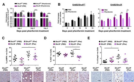 Figure 3. Reduced ShcA signaling sensitizes breast tumors to phenformin. A, ShcAWT and Shc3F cells were cultured in the absence (PBS) or presence of phenformin (0.5 mmol/L) for 3 days. The percentage of viable cells was quantified by trypan blue exclusion (n = 9 each). The data are representative of three independent experiments and is shown as percentage of viable cells relative to ShcAWT control (± SD). B, Mammary fat pad injection of ShcAWT and Shc3F cells into immunodeficient mice. When mammary tumors reached 100–150 mm3, animals were treated daily with phenformin (50 mg/kg intraperitoneally) or PBS as control. Average fold increase in tumor volume relative to day 0 of treatment ± SEM (n = 10 tumors: PBS control groups; n = 12 tumors: phenformin-treated groups). C–E, Mammary tumors were subjected to IHC staining using pAMPK (C), Ki67 (D), and cleaved caspase-3–specific (E) antibodies. The data are shown as percentage of positively stained cells ± SEM (n = 8 tumors). Bottom, representative images (scale bar, 50 μm). *, P = 0.05; **, P < 0.01; ***, P = 0.001.