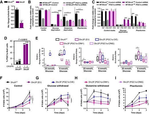 Figure 5. ShcA signaling renders breast cancer cells dependent on PGC-1α. A, Relative Ppargc1a/Actb mRNA levels were determined by qRT-PCR analysis. The data are representative of two independent experiments, with four replicates per experiment ± SD. B, ShcAWT and Shc3F breast cancer cells were retrovirally infected with PGC-1α shRNAs or empty vector controls and cultured in the absence of glucose or in the presence of 0.5 mmol/L phenformin for 48 hours. The glutamine deprivation experiments were performed after 24 hours. Cell viability was quantified by trypan blue exclusion. The data are shown as percentage of viable cells relative to nutrient replete conditions (n = 4) ± SD for one representative experiment performed in duplicate. C, Two independent MT/ShcA+/+ (864; 4788) and MT/ShcA+/3F (6021; 6360) breast cancer cell lines expressing control or PGC-1α shRNAs were tested for their viability as described in B. D, The efficiency of generating PGC-1α-null cells using two CRISPR guides is shown. E, The indicated cell lines were cultured in high (25 mmol/L) or no (0 mmol/L) glucose for 24 hours and then subjected to qRT-PCR analysis. The relative Ppargc1a/Actb. Ppargc1b/Actb, and Esrra/Actb ratios were determined. The data are representative of four independent experiments (means ± SEM). *, ShcAWT vs. Shc3F (EV); ϵ, high vs. no glucose conditions; δ, Shc3F (EV) vs. PGC1α-O/E, CR#1 and CR#2. F–I, The indicated cell lines were cultured for 3 days under nutrient replete conditions (F) or in the absence of glucose (G) or glutamine (H) or in the presence of 0.5 mmol/L phenformin (I). Viable cells were quantified by trypan blue exclusion. The data are shown as # viable cells over three days (n = 4) ± SD for one representative experiment performed in duplicate. *, P = 0.05; **, P < 0.01; ***, P = 0.001; ****, P < 0.0001.