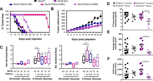 Figure 6. A functional ShcA/PGC1α signaling axis is required during the earliest stages of breast cancer development. A, Mammary fat pad injection of the indicated cells into SCID-beige mice (n = 10 tumors each). Kaplan–Meier analysis of the percent tumor-free mice over time. B, Average tumor volume (mm3) ± SEM following first palpation. C, The indicated cell lines were cultured in high (25 mmol/L) or no (0 mmol/L) glucose-containing media for 24 hours and then subjected to qRT-PCR analysis. The relative SOD2/Actb and GLS1/Actb ratios were determined. The data are representative of four independent experiments (means ± SEM) *, ShcAWT vs Shc3F (EV) cells; ϵ, high vs. no glucose conditions; δ, Shc3F (EV) vs. PGC1α-O/E, CR#1, or CR#2. D–F, MMTV/ShcA+/+ and MMTV/ShcA3F/+ transgenic mice were monitored for tumor onset by biweekly physical palpation and following detection of one tumor-bearing gland, were either given 200 mg/kg phenformin in their drinking water or received water alone for 4–5 weeks. Tumor-bearing days: MT/ShcA+/+ (control) = 39.1 ± 1.6 (n = 14); MT/ShcA+/+ (Phen) = 39.3 ± 2.5 (n = 6); MT/ShcA3F/+ (control) = 44.7 ± 6.2 (n = 10); MT/ShcA3F/+ (Phen) = 43.6 ± 11.5 (n = 5). D, The number of tumor-bearing glands at endpoint. The average (E) and total tumor volumes (mm3; F) ± SEM at endpoint. *, P = 0.05; **, P < 0.01; ***, P = 0.001.
