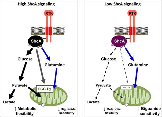 Figure 7. Breast cancer cells engage the ShcA/PGC-1α pathway to increase bioenergetic flexibility and resistance to biguanides. Schematic diagram illustrating how tyrosine kinases engage the ShcA pathway to promote metabolic flexibility by increasing PGC-1α expression. This response permits breast cancer cells to efficiently metabolize glucose and glutamine, providing adequate sources of fuel both through aerobic glycolysis and glucose oxidative phosphorylation, rendering them resistant to biguanides. By decreasing signaling downstream of ShcA, glucose metabolism is debilitated in breast cancer cells, which increases their dependency on mitochondrial metabolism for ATP production, exposing a therapeutic vulnerability to increased biguanide sensitivity.