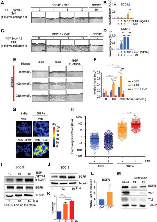 Figure 1. Matrix stiffness and EGFR cooperate to promote collective invasion. A, Hematoxylin and eosin coloration of paraffin-embedded sections of SCC12 organotypic culture in response to EGF in presence or absence of CAF in soft matrices. Median rigidity of soft gel measured by AFM is 0.2345 kPa. Scale bar, 100 μm. B, Quantification of SCC12 cells invasion index shown in A (n = 3; mean + SD). C, Hematoxylin and eosin coloration of paraffin-embedded sections of SCC12 organotypic culture in response to EGF in the presence or absence of CAF in stiff matrices. Median rigidity of stiff gel measured by AFM is 14.70 kPa. Scale bar, 100 μm. D, Quantification of SCC12 cells invasion index shown in B (n = 3; mean + SD). E, Hematoxylin and eosin coloration of paraffin-embedded sections of SCC12 organotypic culture in response to different ribose concentration, in the presence or not of EGF and gefitinib. Median rigidity of gels measured by AFM is 0.2345, 1.06, and 1.26 kPa for gels containing 0, 100, and 250 mmol/L ribose, respectively. Scale bar, 100 μm. F, Quantification of SCC12 cells invasion index shown in E (n = 3; mean + SD). G, Heatmap of SCC12 cells traction forces applied on 1 or 50 kPa hydrogels in the presence or absence of EGF (5 ng/mL). H, Quantification of SCC12 cells' traction forces shown in G. Bars correspond to the medians (representative of three independent experiments). I, Immunoblot of p-EGFR and total EGFR in SCC12 cells plated on 1, 12, or 50 kPa hydrogels stimulated EGF for 1 hour. Immunoblot of tubulin shown as control. J, Immunoblot of total EGFR in SCC12 cells plated on 1, 12, or 50 kPa hydrogels for 48 hours. Immunoblot of tubulin shown as control. K, Quantification of EGFR expression in response to substratum rigidity shown in J (fold of induction relative to 1 kPa). L, Histogram of qRT-PCR quantification of EGFR mRNA in SCC12 cells plated on soft and stiff matrices after 48 hours (n = 3; mean +SD). M, Immunoblot of total EGFR, YAP, and TAZ in SCC12 cells plated on stiff matrices following RNAi targeting YAP and TAZ transfection. Immunoblot of tubulin shown as control. For all data, paired samples were compared by two-tailed Student t test, whereas one-way ANOVA and post hoc Tukey tests were used for group comparisons (NS, not significant; *, P < 0.05; **, P < 0.01; ***, P < 0.001). A.U., arbitrary unit.