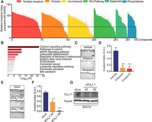 Figure 3. The L-type calcium channel CaV1.1 triggers EGF-dependent SCC cell collective invasion. A, Quantification of organotypic invasion assay screening, performed with SCC12 cells in the presence of HNCAF, EGF (10 ng/mL), and stiff matrix, with all nontoxic selected molecules (10 μmol/L final concentration) classified by libraries (n = 1; mean + SD of 4 pictures). Dotted bar represents the threshold used to select molecules that efficiently blocked SCC12 invasion (50% of inhibition). B, Metascape analysis (using Kegg pathways enrichment) of the targeted genes triggered by the 34 inhibitors identified for blocking SCC12 invasion but not CAF matrix remodeling. C, Hematoxylin and eosin coloration of paraffin-embedded sections of SCC12 invasion assays in the presence or not of diltiazem (30 μmol/L) and verapamil (15 μmol/L). Scale bar, 100 μm (n = 3; mean + SD). D, Quantification of SCC12 cells' organotypic invasion index shown in C. E, Hematoxylin and eosin coloration of paraffin-embedded sections of organotypic culture of SCC12 cells transduced with two different siRNA against CaV1.1 or siRNA against luciferase for control. Scale bar, 100 μm. F, Quantification of the invasion index of SCC12 cells shown in E (n = 3; mean + SD). G, Immunoblot of CaV1.1 in SCC12 cells corresponding to the assay presented in G. Tubulin was used as control. For all data, paired samples were compared by two-tailed Student t test, whereas one-way ANOVA and post hoc Tukey tests were used for group comparisons (NS, not significant; ***, P < 0.001). A.U., arbitrary unit.