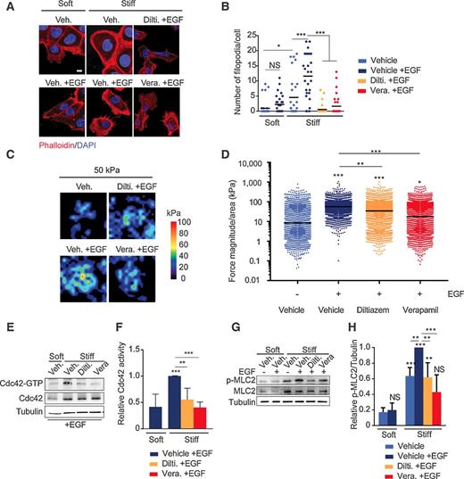 Figure 5. L-type-dependent Ca2+ entry regulates actomyosin contractility in SCC cells. A, Representative confocal merged images of phalloidin and DAPI staining in SCC12 cells plated 3 days on soft or stiff condition, with or without EGF (5 ng/mL), diltiazem (30 μmol/L), or verapamil (15 μmol/L). Scale bar, 20 μm. B, Quantification of the number of filopodia per cells represented in A. Bars correspond to the mean and each dot represents the number of filopodia in one cell (n = 30 cells at least; representative experiment of three independent experiments). C, Heatmap of SCC12 cells traction forces applied on 50 kPa hydrogels in the presence or absence of EGF (5 ng/mL), diltiazem (30 μmol/L), or verapamil (15 μmol/L). D, Quantification of SCC12 cells' traction forces corresponding to G. Bars correspond to the medians (representative data of three independent experiments). E, Immunoblot of Cdc42-GTP pull-down assay in SCC12 cells plated 3 days on soft or stiff matrices and stimulated 5 minutes with 5 ng/mL EGF in presence or absence of diltiazem or verapamil. Cdc42 total and tubulin were used as control. F, Quantification of Cdc42-GTP/Cdc42 from three independent experiments performed in the same conditions as in E. G, Immunoblot of p-MLC2 in SCC12 cells plated in the same conditions as in E. MLC2 and tubulin were used as control. H, Quantification of p-MLC2/tubulin of three independent experiments performed as in G. For all data, paired samples were compared by two-tailed Student t test, whereas one-way ANOVA and post hoc Tukey tests were used for group comparisons (NS, not significant; *, P < 0.05; **, P < 0.01; ***, P < 0.001).