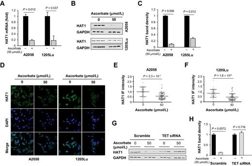 Figure 3. Downregulation of HAT1 by ascorbate treatment. A, qRT-PCR of HAT1. HAT1 mRNA were reduced by ascorbate (50 μmol/L) treatment for 72 hours in A2058 cells (P = 0.012) and in 1205Lu cells (P = 0.037). B, Immunoblot of HAT1 in A2058 and 1205Lu cells. C, Densitometry analysis of HAT1 normalized by GAPDH shows that HAT1 was decreased by ascorbate treatment in A2058 cells and 1205Lu cells. D, Immunofluorescence of HAT1 in A2058 and 1205Lu cells treated with or without ascorbate (50 μmol/L) for 72 hours. E and F, Quantification of HAT1 immunofluorescence. The level of HAT1 protein was decreased by ascorbate treatment in A2058 and 1205Lu cells. G-H, HAT1 protein remained unchanged by ascorbate treatment in TETs knockdown A2058 cells as shown by immunoblot and quantification.