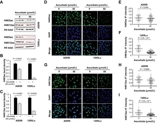 Figure 4. H4K5ac and H4K12ac are decreased by ascorbate treatment. A, Immunoblot of H4K5ac and H4K12ac in A2058 and 1205Lu cells treated with or without ascorbate (50 μmol/L) for 72 hours. B and C, Densitometry analysis of H4K5ac and H4K12ac normalized by total H4. H4K5ac and H4K12ac were decreased by ascorbate treatment in A2058 and 1205Lu cells. D–F, Immunofluorescence and quantification of H4K5ac in A2058 and 1205Lu cells treated with or without ascorbate (50 μmol/L) for 72 hours. H4K5ac was decreased by ascorbate treatment in A2058 and 1205Lu cells. G and I, Immunofluorescence and quantification of H4K12ac in A2058 and 1205Lu cells treated with or without ascorbate (50 μmol/L) for 72 hours. H4K12ac was decreased by ascorbate treatment in A2058 and 1205Lu cells. All data are mean ± SEM.