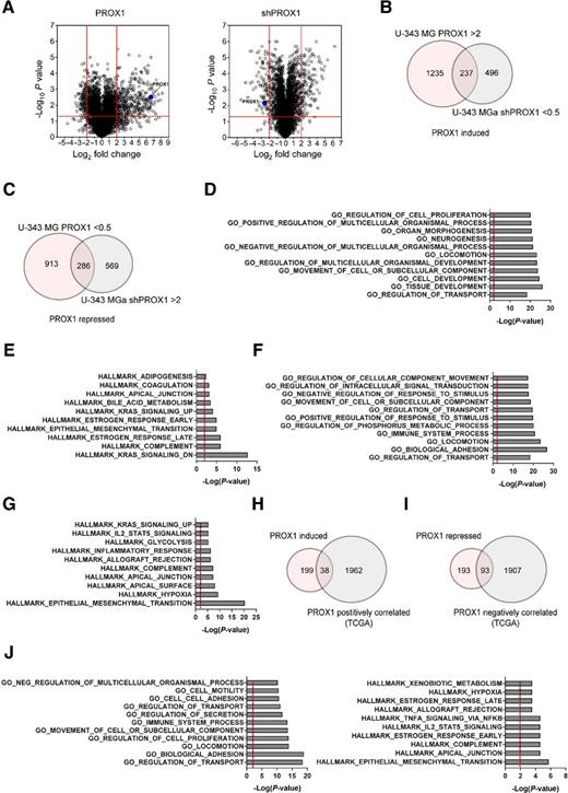 Figure 3. Global gene expression analysis by RNA-seq upon PROX1 overexpression and suppression. A, Volcano plots depicting differential gene expression upon PROX1 overexpression or suppression in U-343 MG or U-343 MGa, respectively. B, Venn diagram illustrating 237 genes, the expression of which was increased in U-343 MG-PROX1 and decreased in U-343 MGa-shPROX1 more than two-fold (PROX1 induced). C, Venn diagram depicting the number of genes with decreased expression in U-343 MG-PROX1 and increased expression in U-343 MGa-shPROX1 (PROX1 repressed). D, Top 10 enriched GO terms (C5: biological process) for the 237 induced genes identified by double filtering in B. Red line, P value of 0.05 as visual threshold. E, Overlap of these 237 genes found in B, with hallmark gene categories processed by GenePattern. F, GO analysis for the 286 gene intersect found in C. G, Overlaps of genes identified in C, with the hallmark gene categories (H and I). Thirty-eight genes intersect found to be positively regulated by PROX1 and correlated in TCGA, and 93 PROX1 repressed genes found to be correlated in TCGA data. J, Depicted here are GO analyses and identification of overlaps with hallmark genes categorized for the combined gene list of the overlapping genes from H and I.