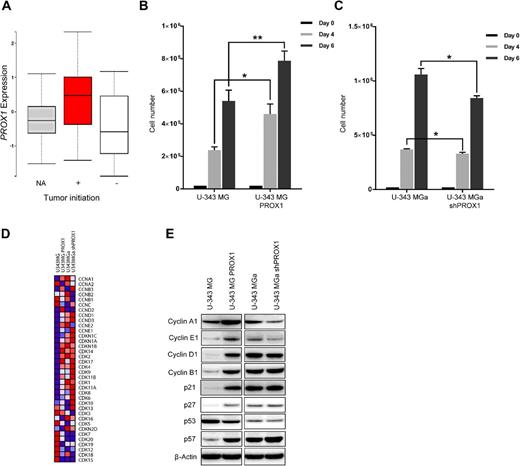 Figure 5. PROX1 overexpression increased cell proliferation, coinciding with changes of cell-cycle regulators. A, Boxplot data extracted from HGCC showing higher PROX1 expression in glioblastoma cultures with tumor-initiating capacity assessed by intracranial tumor formation (red) according to ref. 27. B, Increased rate of cell proliferation in U-343 MG-PROX1 as compared with U-343 MG parental line, determined by cell counting at the days indicated. C, Bar graphs showing decreased cell proliferation rate upon PROX1 suppression in U-343 MGa compared with control. D, Heatmap illustration of RNA-seq experiment data indicating changes of cyclins and CDK gene expression following PROX1 modulation. Red, high expression; blue, low expression. E, Immunoblots showing levels of cyclin A1, cyclin B1, cyclin D1, cyclin E1, p21, p27, p57, and p53 in U-343 MG upon PROX1 overexpression and upon suppression in U-343 MGa cells. Immunoblot of β-actin protein was used as loading controls.