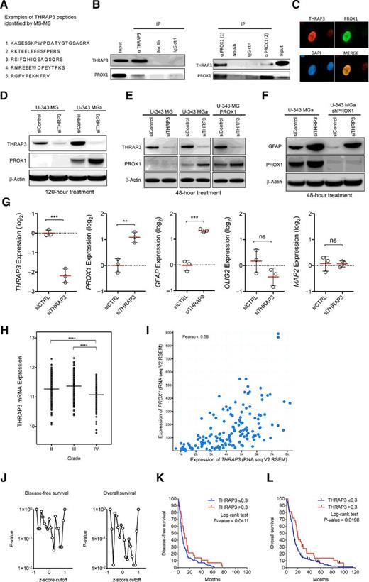Figure 6. PROX1 interacts directly with THRAP3 in the nucleus and is upregulated following THRAP3 suppression. A, THRAP3 peptides detected by MS-MS sequencing, following a nuclear complex co-IP. B, Double nuclear complex co-IP experiment confirming interaction of endogenous PROX1 with THRAP3 protein using nuclear fraction from U-343 MGa glioma cells. Immunoprecipitation was conducted with a rabbit antibody against THRAP3, and the immunoprecipitate and input fractions were blotted with a goat PROX1 antibody. Shown is also a THRAP3 immunoblot (on the left). No band was detected in lanes corresponding to the negative control (no antibody), nor in IgG control lanes. Shown on the right side are immunoprecipitates with two different antibodies against PROX1 (Ab1 and Ab2) and the input fraction blotted with THRAP3 antibody. THRAP3 was found present in PROX1 immunoprecipitates captured by either antibody and more efficiently with Ab 1. Also shown is an immunoblot of PROX1. C, Colocalization of PROX1 and THRAP3 in the nucleus. D, Immunoblots showing increased PROX1 levels following THRAP3 suppression evaluated after 120 hours of siRNA treatment. E, Immunoblots showing PROX1 levels following THRAP3 suppression evaluated after 48 hours of siRNA treatment. F, Immunoblots showing GFAP protein levels following THRAP3 suppression evaluated after 48 hours of siRNA treatment. G, qRT-PCR analysis in U-343 MGa upon 48 hours of siTHRAP3 treatment as compared to control. H, Comparison of THRAP3 expression in glioma grades II to IV. I, THRAP3 correlation with PROX1 in TCGA glioblastoma data extracted from (http://cbioportal.org). J, Analysis of THRAP3 expression z-scores cutoffs in TCGA data for 206 patients with glioblastoma (http://cbioportal.org). z-score 0.3 yielded significant results for differential survival. K and L, Kaplan–Meier curves using z-score cutoff 0.3 for THRAP3 for disease-free and overall survivals.