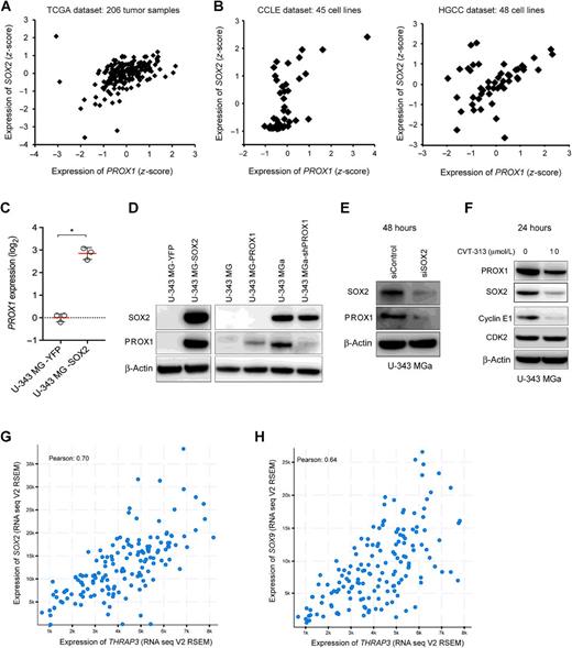 Figure 7. Correlation and regulatory connection of PROX1 and SOX2 in glioblastoma. A, Scatterplot for coexpression of PROX1 and SOX2 (r = 0.43) in TCGA glioblastoma clinical data extracted from http://cbioportal.org. B, Scatterplots depicting expression of PROX1 and SOX2 in 45 glioblastoma lines from CCLE (r = 0.55) and in 48 cultures from HGCC (r = 0.3827). C, qRT-PCR analysis indicating induction of PROX1 mRNA expression in a U-343 MG cell line with stable overexpression of SOX2, as compared to the control. D, Immunoblots indicating overexpression of PROX1 protein in U-343 MG-SOX2. E, Immunoblots indicating decreased PROX1 levels following 48 hours of siSOX2 treatment of U-343 MGa cells. F, Treatment of U-343MGa cells with CDK2 inhibitor CVT-313 (10 μmol/L) for 24 hours resulted in decreased PROX1, SOX2, and cyclin E1 levels, assesses by immunoblotting. Shown is also an immunoblot of CDK2. G and H, Correlation analysis for THRAP3 expression levels versus SOX2 and SOX9 in TCGA glioblastoma samples.