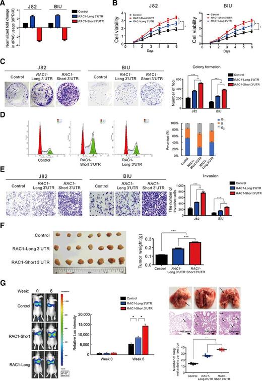 Figure 2. The RAC1 short-3′UTR isoform has oncogenic functions and increases aggressiveness in UCB cells. A, qRT-PCR results shown as fold change in dPAS usage (ΔPDUI) in UCB cell lines transfected with the RAC1 short- or long-3′UTR isoform compared with cells transfected with control vector. All graphs represent the mean ± SD of at least three independent experiments. B–D, Ectopic overexpression of the RAC1 short-3′UTR isoform in UCB cell lines significantly increases cell growth (B), colony formation (C), and S phase (D), as compared with overexpression of the RAC1 isoform with long 3′UTR or transfection of control vector, as measured by CCK-8, colony formation, and flow cytometry, respectively. All graphs represent the mean ± SD obtained from three independent experiments. *, P < 0.05; **, P < 0.01, Student t test. E, Transwell assay analyses of the migration ability of the indicated UCB cells. F, Ectopic overexpression of the RAC1 short-3′UTR isoform in the UCB BIU-87 line substantially promoted tumor formation compared with overexpression of RAC1 with long 3′UTR or transfection with control vector. Left, images of the xenograft tumors formed in Balb/c nude mice injected with BIU-87 cells expressing RAC1 short- or long-3′UTR isoforms, or control vector. Weights of xenograft tumors are summarized in the right panel. G, BIU-87 cells infected with the indicated lentiviruses for the indicated RAC1 isoforms were injected into the vein of Balb/c nude mice, followed by noninvasive bioluminescence imaging for 6 weeks. Representative bioluminescent imaging (left), representative images of lungs (top right), and metastatic nodules (arrows) are shown. Middle, mean bioluminescent signals (n = 5). Bottom left, hematoxylin and eosin staining of lung metastatic lesions (original magnification, ×100; scale bar, 100 μm). The number of metastatic nodules formed in the lungs of nude mice is summarized for each group tested (n = 5) in the right bottom panel.