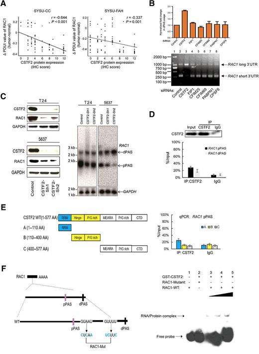 Figure 3. CSTF2 controls PAS selection of RAC1 in UCB. A, Spearman correlation analysis demonstrates that the dPAS usage of RAC1 is negatively correlated with CSTF2 protein expression in UCB tissues from the SYSU-CC (left) and SYSU-FAH (right) cohorts. B, qRT-PCR result of RAC1 is shown as fold change in dPAS usage in UCB cells after knockdown of each APA factor as indicated (top). Agarose gel electrophoresis demonstrates 3′RACE amplification of RAC1 using RNAs extracted from UCB cells’ knockdown of each indicated APA factors. Lane 1, marker; lanes 2–8, 3′RACE RAC1 fragments amplified from UCB cells after knockdown of each indicated APA factors (bottom). C, Western blot analysis of CSTF2-knockdown efficiencies by two shRNAs in 5637 and T24 UCB cells. GAPDH expression was used as a loading control (left). Northern blot analysis of total polyA+ RNA prepared from 5637 and T24 cells transfected with either control shRNA or two shRNAs targeting CSTF2. Blots were probed for RAC1 and GAPDH mRNAs (right). D, RIP assays show association of CSTF2 with RAC1 3′UTR. Top, immunoprecipitation efficiency of CSTF2 antibody is shown in Western blot. Bottom, relative enrichment (mean ± SD) represents RNA levels associated with CSTF2 relative to an input control from three independent experiments. IgG antibody served as a control. E, Deletion mapping of the RAC1 pPAS-binding domain in CSTF2. Left, diagrams of full-length CSTF2 and the deletion fragments. Middle, immunoprecipitation efficiency of Flag-tagged CSTF2-domain truncated mutants as shown in Western blot. Right, RIP assays show association of truncated CSTF2 with RAC1 3′UTR. Relative enrichment (mean ± SD) represents RNA levels associated with truncated CSTF2 relative to an input control from three independent experiments. IgG antibody served as a control. F, Biotin-labeled oligonucleotides containing two GUKKU motif or mutant motif from RAC1 mRNA (left) were incubated with 50 μmol/L GST-CSTF2 protein and analyzed by EMSA assay (right).