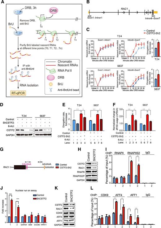 Figure 4. CSTF2 attenuates transcription elongation rate of RAC1, which contributes to pPAS selection of RAC1. A, A workflow of BrU–qRT-PCR elongation rate analysis on nascent RNA. Cells were treated with DRB for 3 hours to block transcription, and newly synthesized BrU-labeled total RNAs were collected at different time points after DRB removal. BrU-labeled nascent RNAs were then purified with anti-BrdUrd antibodies conjugated to agarose beads, followed by RNA extraction and qRT-PCR. B, Diagram demonstrates the positions of PCR products in DRB-elongation rate analyses. C, Nascent mRNA production (quantified by qRT-PCR) in different regions of RAC1 after release from DRB inhibition in control (blue line) or CSTF2-depleted (red line) T24 or 5637 cells (left). The fold change of elongation rate was calculated for RAC1 in control (blue bar) or CSTF2-depleted (red bar) UCB cells, and is presented in the right panel. D, CSTF2-knockdown efficiency was assessed by Western blot in 6-AU–treated or untreated T24 and 5637 cells. GAPDH expression was used as loading control. E, Elongation rate measured for RAC1 in control (blue bar) or CSTF2-silenced (red bar) cells in the presence (lanes 2, 4, 6, and 8) or absence (lanes 1, 3, 5, and 7) of 6-AU treatment. F, qRT-PCR results of RAC1 shown as fold change in dPAS usage in control (blue bar) or CSTF2-depleted (red bar) cells in the presence (lanes 2, 4, 6, and 8) or absence (lanes 1, 3, 5, and 7) of 6-AU treatment. G, Diagram demonstrates the positions of PCR products used for ChIP analyses. H, CSTF2-knockdown efficiency was assessed by Western blot. Total lysates from T24 cells were also blotted with RNAPII, RNAPII Ser2P, and RAC1 antibodies. GAPDH expression was used as loading control. I, ChIP assays were performed to measure the occupancy and modification of RNAPII-CTD using the indicated antibody and chromatin from control (blue bar) or CSTF2-silenced (red bar) T24 cells. Genomic DNA was amplified by the indicated primers via qPCR. Results are presented as percentage of input. J, NRO performed using nuclei prepared from control (blue bar) or CSTF2-depleted (red bar) T24 cells. Regions amplified by qPCR are indicated above the graph. Values were normalized to control cells. K, CSTF2-knockdown efficiency was assessed by Western blot, using indicated antibodies. Total lysates from T24 cells were also blotted with CDK9, AFF4, AFF1, and RAC1 antibodies. GAPDH expression was used as a loading control. L, ChIP assays were performed to measure the enrichments of CDK9 (the P-TEFb complex kinase) and two SEC core factors, AFF1 and AFF4, using the indicated antibody and chromatin from control (blue bar) or CSTF2-depleted (red bar) T24 cells. Genomic DNA was amplified by indicated primers from qPCR. Results are presented as a percentage of input. All graphs represent the mean ± SD obtained from at least three independent experiments. *, P < 0.05; **, P < 0.01, Student t test.