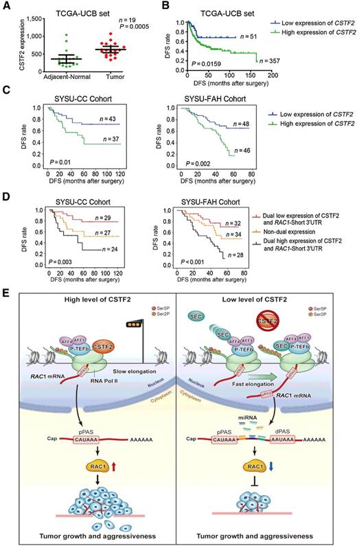 Figure 6. Dual high expression of CSTF2 and RAC1 with short-3′UTR predicts worse patient prognosis in UCBs. A, A scatter plot shows relative mRNA expression levels of CSTF2 in UCB tissues and matched adjacent nontumor tissues derived from TCGA. B, Kaplan–Meier analysis on DFS in patients with UCB with low versus high expression of CSTF2 mRNA from TCGA (P < 0.001, log-rank analysis). C, Kaplan–Meier analysis of DFS in patients with UCB with low versus high expression of CSTF2 protein from the SYSU-CC (left) and SYSU-FAH (right) cohorts. D, Patients with UCB with dual high expression of CSTF2 and RAC1 with short-3′UTR have significantly lower DFS than patients with dual low expression group or patients with high expression of a single factor in the SYSU-CC (left) and SYSU-FAH (right) cohorts. E, Schematic diagram depicting a proposed model for the role and a major mechanism of RAC1 3′UTR shortening induced by CSTF2 in UCB pathogenesis.