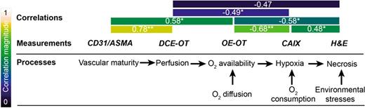 Figure 7. Summary of the relationships governing tumor physiology that have been established with OT imaging biomarkers. The physiologic relationships underpin the correlations that we observed between the in vivo and ex vivo measurements of physiologic processes. As indicated with the color bar, the more disconnected the physiologic parameters are from each other, the weaker the observed correlations. *, P < 0.05; **, P < 0.01.