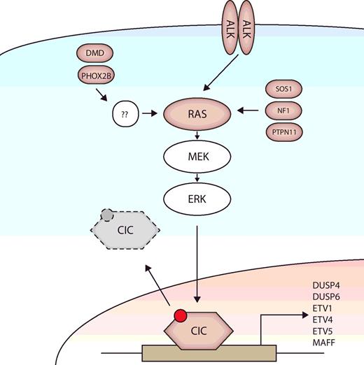 RAS–MAPK Pathway-Driven Tumor Progression Is Associated with Loss of ...