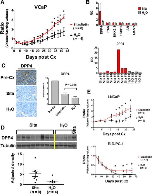 Figure 4. DPP4 inhibitor increases resistance to castration in vivo. A, VCaP xenografts were grown in intact male mice until 500 mm3, then mice were castrated (Cx) and immediately begun on treatment with sitagliptin (120 mg/kg/day) or vehicle. y-axis is the ratio of tumor volume at a given time point divided by starting volume. *, P < 0.05, Mann-Whitney U. B, qRT-PCR of indicated transcripts in xenografts harvested at day 42. Each column is expression in tumors from 8 mice (sitagliptin, Sita) or four mice (H2O), with qRT-PCR performed in technical triplicate. Bottom, DPP4 mRNA in individual tumors. RQ, relative quantification.C, Representative DPP4 IHC from sitagliptin and H2O-treated tumors (left) and immunoscoring of DPP4 protein (right). P = 0.058, Mann-Whitney U. D, Sitagliptin and control tumor lysates probed with anti-DPP4 (top) and densitometric quantification (bottom). *, P < 0.03, Mann-Whitney U. E, Mice with LNCaP and BID-PC-1 xenografts were castrated and immediately begun on treatment with sitagliptin (120 mg/kg/day) or vehicle (*, P < 0.05, Mann-Whitney U).