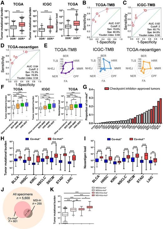 Figure 1. Correlations between comutations of HRR-BER or HRR-MMR and tumor mutational burden, neoantigen load, and MSI-H. A, Comparison of TMB or NAL between mutated and wild-type DDR. B–D, ROC curves of the number of comutated DDR pathways to predict higher TMB from TCGA (B) and ICGC (C) databases and higher NAL (D). E, Standard β coefficients between eight DDR pathways and TMB or NAL by multiple linear regression. F, Comparison of TMB/NAL between patients with HRR-BER comutation, HRR-MMR comutation, BER-MMR comutation, and other comutations. G, Frequency of co-mut+ (comutations of HRR-BER or HRR-MMR) in different tumor types. H, Comparison of TMB between the co-mut+ and co-mut− groups in tumors with approved indication of immune therapy. I, Comparison of NAL between the co-mut+ and co-mut− groups in tumors with approved indication for immune therapy. J, The proportions of patients with co-mut+ or MSI-H. K, Comparison of tumor mutational burden in different combinations of comutations and MSI status groups. *, P < 0.05, **, P < 0.01, ***, P < 0.001. CPF, checkpoint factors; FA, Fanconi anemia; NER, nucleotide excision repair; NHEJ, nonhomologous end-joining; TLS, translesion DNA synthesis; BLCA, bladder urothelial carcinoma; HNSC, head and neck squamous cell carcinoma; KIRC, kidney renal clear cell carcinoma; KIRP, kidney renal papillary cell carcinoma; LIHC, liver hepatocellular carcinoma; NSCLC, non–small-cell lung cancer; SKCM, skin cutaneous melanoma; STAD, stomach adenocarcinoma.