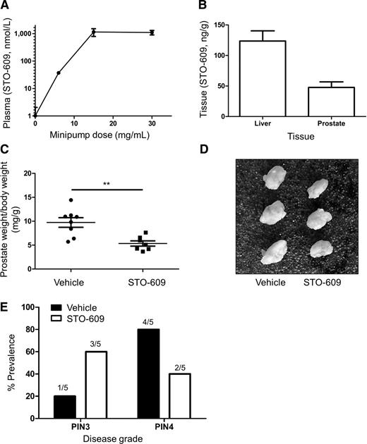 Figure 2. Effect of STO-609 in the Pten prostate cancer mouse model. A, Steady-state levels of plasma STO-609. B, Tissue levels after 4-week treatment with 30 mg/mL STO-609. Data for A and B are mean ± SEM (n = 3). C, Wet weight of prostate normalized to body weight following 6 weeks of STO-609 treatment (n = 7–8 mice for each condition). Data are mean ± SEM; **, P < 0.01. D, Representative images of anterior prostate lobe from vehicle and STO-609–treated mice. E, Quantification of pathologic grading from vehicle and STO-609–treated mice. The graph shows the highest grade lesion observed in each prostate section (n = 5 mice per condition).
