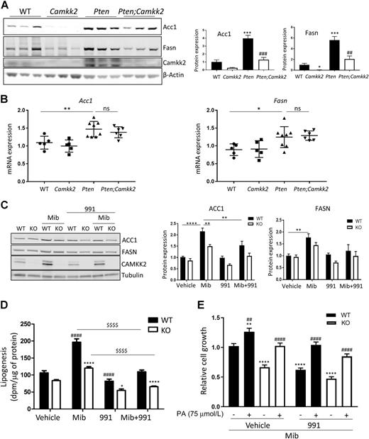 Figure 4. Camkk2 deletion downregulates de novo lipogenesis. A, Western blot analysis of Acc1 and Fasn in lysates from the anterior lobe of prostates isolated from wild-type (WT), Camkk2, Pten, and Pten;Camkk2 mice aged 17 weeks, and quantification is shown. Values shown are fold changes relative to expression in the WT tissue. Data are mean ± SEM (n = 6 mice per genotype), and significant differences from WT are shown as *, P < 0.05; ***, P < 0.005, and between Pten and Pten;Camkk2 as ##, P < 0.01; ###, P < 0.005. *, P < 0.05 and ***, P < 0.005 relative to WT; ##, P < 0.01 relative to Pten-null genotype. B, Acc1 and Fasn mRNA expression in WT, Pten, and Pten;Camkk2 mice aged 17 weeks. Data are mean ±SEM (n = 5–7 mice per genotype). *, P < 0.05; **, P < 0.01; ns, not significant. C, WT and CAMKK2 KO LNCaP cells were treated ± mibolerone (Mib; 1 nmol/L) and ± 991 (15 μmol/L) for 24 hours, and ACC1, FASN, and CAMKK2 protein expression determined. Quantification of the data is shown alongside the blot. Values shown are fold changes relative to expression in vehicle-treated WT cells. Data are mean ± SEM of 5 to 8 independent experiments, and significant differences are shown as **, P < 0.01; ****, P < 0.0001. D, Incorporation of 3H-acetate into lipids following treatment of WT and CAMKK2 KO LNCaP cells with mibolerone (1 nmol/L) and/or 991 (10 μmol/L) for 24 hours. Data are mean ± SEM (n = 5). Significant differences between WT and CAMKK2 KO cells under the same conditions are shown as *, P < 0.05; ****, P < 0.0001; differences between vehicle-treated WT and WT treated are shown as ####, P < 0.0001; $$$$, P < 0.0001. E, WT and CAMKK KO LNCaP cells were grown in the presence of mibolerone (1 nmol/L) ± 991 (15 μmol/L) and ± palmitic acid (PA). Relative cell growth was measured after 3 days. Data shown are the mean ±SEM (n = 5 independent experiments; 6 replicates per experiment) and plotted relative to cell growth in the vehicle-treated WT cells. Significant differences to vehicle-treated WT cells are shown as **, P < 0.001; ****, P < 0.0001 and between cells grown in the absence of palmitic acid compared with the presence of palmitic acid, ##, P < 0.001 and ####, P < 0.0001.