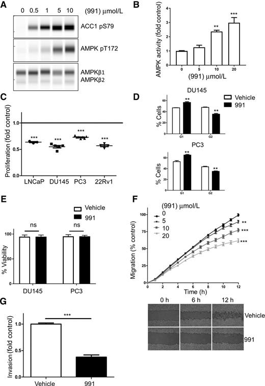 Figure 5. Effect of AMPK activation on human prostate cancer cell proliferation, migration, and invasion. A, LNCaP cells treated for 16 hours with varying concentrations of 991 and phosphorylation of AMPK (T172) and ACC1 (S79) determined. B, AMPK activity in immune complexes isolated from cells treated as in A. Results were normalized to the DMSO control condition. Data are presented as fold activity relative to AMPK activity in the absence of 991 and are plotted as the mean ± SEM. **, P < 0.01; ***, P < 0.005, significantly different between control and 20 μmol/L 991 treated cells. C, Cell proliferation in LNCaP, DU145, PC3, and 22Rv1 was measured over 16 hours ± 991 (10 μmol/L). Results shown are relative to proliferation in the absence of 991. ***, P < 0.005 shows significant differences between control and 991 treated cells. D, Cell-cycle analysis of DU145 and PC3 cells grown ±991 (10 μmol/L). Data are mean ± SEM (n = 3). **, P < 0.01, significantly different between vehicle and 991 treated cells. E, Cell viability was measured ±991 (10 μmol/L). Data shown are the mean ± SEM for 6 samples per condition. ns, not significant. F, Migration of 22Rv1 cells was measured over 12 hours ± varying concentrations of 991. Below the graph, representative images are shown for 0 and 10 μmol/L 991. G, Invasion of 22Rv1 cells was measured ± 991 (10 μmol/L). Results shown are the invasion rates measured from 30 to 60 hours after plating the cells and are plotted relative to the invasion rate measured in the absence of 991. Data shown in F and G are mean ± SEM (n = 4). **, P < 0.01; ***, P < 0.005.