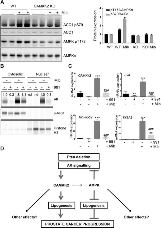Figure 6. Activation of AMPK significantly inhibits androgen signaling in LNCaP cells. A, Western blot analysis of ACC1 (S79) and AMPK (T172) phosphorylation in wild-type (WT) and CAMKK2 KO LNCaP cells treated with mibolerone (Mib; 1 nmol/L) for 24 hours. Quantification of phosphorylation shown. B, LNCaP cells were treated with vehicle, mibolerone (1 nmol/L), or mibolerone (1 nmol/L) and 991 (10 μmol/L) for 24 hours. AR expression in the cytosolic and nuclear fractions was determined. AR expression was normalized to β-actin (cytosolic) or histone H3 (nuclear). Values for AR expression are indicated on the blots and are shown relative to the nontreated condition for cytosolic samples and the mibolerone-treated condition for the nuclear samples. nd, not determined. C, Expression of AR-regulated genes (CAMKK2; PSA, prostate specific antigen; TMPRSS2, transmembrane protease, serine 2; FKBP5, FK506 binding protein 5) in LNCaP cells treated ± mibolerone (1 nmol/L), ± 991 (10 μmol/L), for 24 hours is shown. Results shown are mean ± SEM (n = 5). Significant differences from vehicle control are shown as **, P < 0.01; ***, P < 0.005; ###, P < 0.005 between mibolerone alone and mibolerone + 991– treated cells. D, Model showing opposing role of CAMKK2 and AMPK in prostate cancer progression.