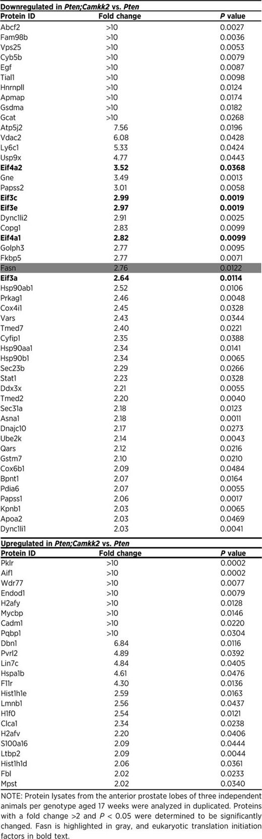 Proteins identified by mass spectrometry with significantly changed expression in anterior lobe of prostate tissue from Pten;Camkk2 vs. Pten mice