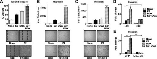 Figure 4. E2 and CA-IKKβ work together to promote migration and invasion. A, MCF-7-CA-IKKβ cells were grown to approximately 80% confluence and a wound was created. Cells were then washed and treated with E2, doxycycline (DOX), or E2 + doxycycline for 96 hours. Wound closure was measured as a percent of initial wound size (**, P < 0.01 vs. all other groups). B and C, MCF-7-CA-IKKβ cells were treated with E2, doxycycline, or E2 + doxycycline for 72 hours. Equal numbers of cells were transferred to migration (B) or invasion (C) transwell inserts and allowed to migrate or invade for 24 hours. Cells were fixed, stained, and counted manually (***, P < 0.001 vs. all other groups). D, MCF-7-CA-IKKβ cells were treated with E2 + doxycycline in the presence or absence of 1 μmol/L ICI 182,780 for 72 hours prior to conducting an invasion transwell assay (***, P < 0.001). E, MCF-7-CA-IKKβ cells were infected with adenovirus expressing a dominant-negative form of IκB (IκBα-DN) or GFP as a control prior to treatment and an invasion transwell assay (***, P < 0.001).