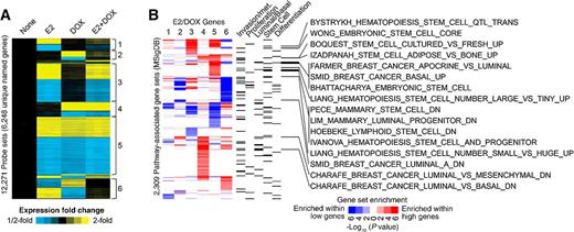 Figure 6. Global gene expression profiling reveals enrichment of invasive and metastatic, as well as basal-like and stem-like, gene signatures following E2 treatment and activation of IKKβ. A, MCF-7-CA-IKKβ cells were treated with E2, doxycycline (DOX), or E2 + doxycycline for 72 hours. mRNA was purified, and samples were analyzed on an Affymetrix high-density oligonucleotide array. Statistical analysis (using cutoffs of P < 0.01 by t test, FDR < 0.05, and fold change >1.5 for any experimental group relative to control) followed by supervised clustering was performed. Six major patterns of gene regulation were observed (labeled next to the expression heatmap as 1 through 6), involving 12,271 gene probes (representing 6,248 unique named genes), showing differential expression out of approximately 49K probes assessed. B, Each of the gene sets represented by the six major patterns from A was examined for enrichment of pathway-associated genes sets from the Molecular Signature Database (MSigDB). For each pattern, “high” genes were evaluated separately from “low” genes (for pattern 6, high and low represents high and low in the doxycycline group); results for high and low genes are shown in red or blue, respectively. P values were determined by one-sided Fisher exact test. MSigDB gene sets with a significance level of FDR < 0.1 (involving at least ten genes) for any one E2/doxycycline gene patterns are represented here (associations with FDR > 0.1 are neutral color). Categories of interest for the MSigDB gene sets are indicated (according to key words “invasion” or “metastasis,” “proliferation,” “basal” or “luminal,” “stem cell,” or “differentiation”). MSigDB gene sets that were associated with either basal/luminal or stem cells, as well as enriched within the genes up in pattern 5, are listed individually.