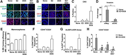 Figure 7. Regulation of luminal, basal, and cancer stem cell markers by E2 and CA-IKKβ. A and B, Expression of luminal markers (A) and basal markers (B) was examined by immunofluorescence staining and confocal microscopy following treatment of MCF-7-CA-IKKβ cells with E2, doxycycline (DOX), or E2 + doxycycline for 72 hours (scale bars, 20 μm). C, CK5-positive cells were visualized and quantified following treatment with E2, doxycycline, or both using VECTRA Automated Multispectral Image Analysis System and InForm software for three independent replicates (*, P < 0.05 vs. untreated control). D, MCF-7-CA-IKKβ cells were transfected with siNeg (control) or siCK5 24 hours prior to initiating treatments, followed by an transwell invasion assay (**, P < 0.01; ***, P < 0.001). E–G, Breast cancer stem cells were assessed by the ability of cells treated with E2, doxycycline, or both for 72 hours to form mammospheres or to express the CD44+/CD24− or ALDH+ phenotypes (*, P < 0.05; ***, P < 0.001 vs. all other groups). H, Cells were cotreated with E2 + doxycycline and 1 μmol/L ICI 182,780, 1 μmol/L IKK7, or both prior to analysis of CD44 and CD24 cell surface markers by flow cytometry. The different letters above bars indicate significant difference between treatments (A vs. B, P < 0.001; A vs. C, P < 0.05).
