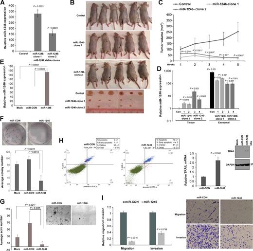 Figure 6. miR-1246 is a tumor suppressor miRNA with pleiotropic roles in prostate cancer. A, Relative miR-1246 expression levels in PC3 cells stably transfected with control miRNA/miR-1246 expression construct (clone-1 and -2) as assessed by RT-PCR. Data were normalized to RNU48 control. B, Control miRNA or miR-1246–expressing cells (clone 1 or 2) were subcutaneously injected into the right or left flank of nude mice (n = 6 for control group; n = 5 each for two miR-1246 clones) to generate prostate cancer xenograft tumors. Images of mice and extracted tumors from miR-CON/miR-1246 groups at 5 weeks are shown. C, Tumor volumes of xenograft tumors from miR-CON and miR-1246 groups at the indicated time points. Data represent the mean of each group ± SD. D, Real-time PCR analyses of miR-1246 expression in xenograft tumors (left) and corresponding serum exosomes (right) in control/ miR-1246 prostate cancer xenografts (1–4). Data were normalized to RNU6A control. E, Relative miR-1246 expression in PC3 cells transiently transfected with 50 nM of either miR-CON/miR-1246 or mock transfected cells as assessed by real-time PCR. Data were normalized to RNU48 control and are represented as mean ± SEM. F, Colony formation assay in mock/miR-CON/miR-1246–transfected PC3 cell line. Representative pictures from miR-CON/miR-1246–transfected cells are shown. G, Matrigel assay using mock/miR-CON/miR-1246–transfected PC3 cells. Representative pictures from miR-CON/miR-1246–transfected cells are shown above. H, Apoptosis assay in PC3 cells after miR-CON/ miR-1246 transfections as assessed by Annexin V-FITC/7-AAD staining. Right, real-time PCR and immunoblot analyses of TRAIL in transfected PC3 cells. RNU48 and GAPDH were used as respective controls. I, Transwell migration and invasion assay in PC3 cells transfected with miR-CON/miR-1246. Representative pictures are shown on the left (*, P < 0.05).