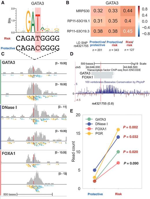 Figure 4. The predicted causal SNP rs4321755 in LD with the GWAS SNP rs4415084 may regulate GATA3 binding. A, Subsequence containing the risk allele T of rs4321755 matches the GATA3 motif, while the protective allele C disrupts the motif. The risk and protective alleles are determined by phasing with the alleles of GWAS SNP rs4415084 ({r^2} = 0.988$). B, GATA3 expression positively correlates with predicted target gene expression. The correlation structure depends on the rs4321755 genotype status, that is, as the number of risk allele increases, the correlation also increases. C, ChIP-seq and DNase-seq data in T-47D show that rs4321755 is at the center of GATA3, FOXA1, and DNase I peaks (two replicate experiments of DNase-seq are shown: ENCODE accessions ENCFF001EGW and ENCFF001EHA). Shown for each experiment are the read coverage and raw aligned reads (positive strand, yellow; negative strand, cyan). In the read coverage figure, the range of y-axis values is indicated at top right, and the coverage of the putative causative SNP is color-coded based on the risk (red) and protective (blue) allele counts. D, Zoomed-in view of ENCODE TF binding and PhyloP conservation track near rs4321755. E, GATA3 ChIP-seq, PGR ChIP-seq, and DNase-seq data show a significant skew toward the rs4321755-T risk allele. Replicates are pooled together and reads are deduplicated; the P values are calculated by one-sided binomial test.