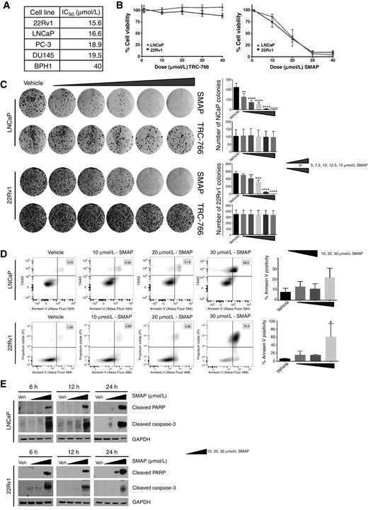 Figure 1. Prostate cancer cell lines are sensitive to SMAPs. A, Prostate cancer cell lines’ IC50s of TRC-382 as determined by Oncopanel 240 (Eurofins Pathlab, Inc.) screen of 240 cancer cell lines. IC50s are shown relative to the average IC50 (19.6 μmol/L) for all 240 cell lines treated with TRC-382. B, LNCaP and 22Rv1 cells were treated with vehicle, 10, 20, 30, and 40 μmol/L of SMAP or TRC-766, a biologically inactive analogue of SMAP, and cell viability was measured at 48 hours by MTT analysis. C, Clonogenic assay of LNCaP and 22Rv1 cells treated with vehicle control, 5, 7.5, 10, 12.5, and 15 μmol/L of SMAP (top) or TRC-766 (bottom) for 2 weeks. Quantification of colony formation is shown. Data are means ± SD. ANOVA performed for LNCaP cells treated with SMAP (P < 0.0001), LNCaP cells treated with TRC-766 (P = 0.9993), 22Rv1 cells treated with SMAP (P < 0.0001), and 22Rv1 cells treated with TRC-766 (P = 0.9993). Full details of ANOVA and Dunnett test are provided in Supplementary Tables S2 and S3. D, Annexin V/7AAD staining of LNCaP cells and 22Rv1 cells after 24 hours of exposure to vehicle control, 10, 20, and 30 μmol/L of SMAP. Quantification of Annexin V–stained cells is shown. Data are means ± SD. ANOVA performed for LNCaP cells treated with SMAP (P = 0.1015) and 22Rv1 cells treated with SMAP (P = 0.0195). Full details of ANOVA and Dunnett test are provided in Supplementary Table S4. E, Western blot analysis of cleaved PARP and caspase-3 normalized to GAPDH in LNCaP and 22Rv1 cells treated with vehicle control, 10, 20, and 30 μmol/L of SMAP and harvested at 6, 12, and 24 hours. Asterisks, statistical significance based on Dunnett test between the indicated group and the control, where *, P < 0.05; **, P < 0.01; ***, P < 0.001; ****, P < 0.0001.