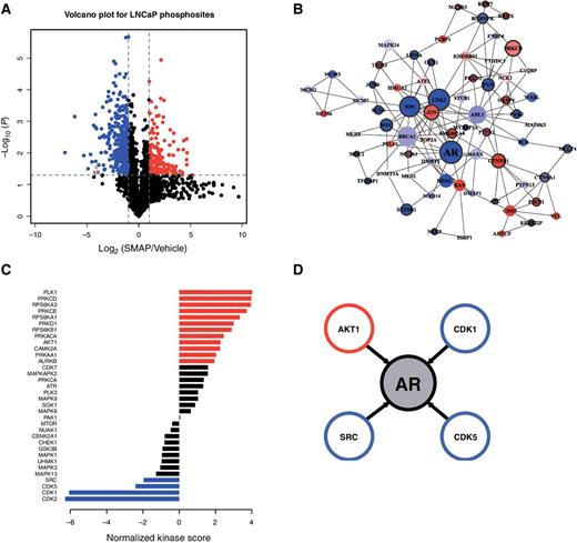Figure 2. Phosphoproteomics analysis of LNCaP cells with SMAP. A, Volcano plot of the unique phosphosites identified. Horizontal line, P < 0.05 cutoff (calculated from Welch t test between DMSO and SMAP treatment). Vertical lines, 2-fold change cutoffs. The S308 AR phosphosite (purple dot) was found to be significantly dephosphorylated upon SMAP treatment. B, The top scoring PPI network result from MCODE. Blue nodes, proteins that are dephosphorylated upon treatment; red nodes, proteins that are hyperphosphorylated upon treatment. Larger circles, proteins with higher degree (number of interactions); circles with dark borders meet a P < 0.05 from Welch test. C, Bar plot summarizing the Kinase Substrate Enrichment Analysis (KSEA) results. Only kinases with at least three identified substrates are listed. Negative scores indicate kinases with decreased activity output in the treatment group; positive scores are for those with increased activity outputs. Blue (red) bars indicate kinases that meet a P < 0.05 significance cutoff for being significantly downregulated (upregulated) as calculated from the weighted z-score method employed by Casado and colleagues (28). D, KSEA-calculated kinases with P < 0.05 scores were analyzed for documented interactions to AR. There were four resulting hits, as shown. The majority (3 of the 4 kinases) had significantly downregulated output upon treatment, as measured by KSEA (blue circles).