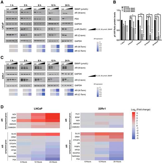 Figure 3. SMAP treatment leads to AR protein degradation and changes in AR target genes' mRNA expression in LNCaP and 22Rv1 cells. A, Western blot analysis of p-AR (ser81), AR (N and C terminus), and PSA normalized to GAPDH in LNCaP cells treated with vehicle control, 10, 20, and 30 μmol/L of SMAP and harvested at 1, 3, 6, 12, and 24 hours. Heatmap of AR protein expression as determined by densitometry of the average fold-change of three experimental triplicates. B, Quantified ratio of phosphorylated AR to total AR (average of N- and C-terminus) at 1, 3, 6, 12, and 24 hours after vehicle control, 10, 20, and 20 μmol/L treatment with SMAP. Bars in graph represent fold change of SMAP-treated to vehicle-treated expression. Data are means ± SD and P values are represented in the graph as *, P < 0.05; **, P < 0.01. ANOVA, P < 0.0001. Full details of ANOVA and Tukey test are provided in Supplementary Table S7. C, Western blot analysis of AR (N or C terminus) normalized to GAPDH in 22Rv1 cells treated with vehicle control or 10, 20, and 30 μmol/L of SMAP and harvested at 1, 3, 6, 12, and 24 hours. Heatmaps of AR protein expression levels as determined by densitometry of the average fold-change of three experimental triplicates. D, Heatmaps of mRNA expression levels of AR target genes of LNCaP and 22Rv1 SMAP-treated cells. Cells were treated with 30 μmol/L SMAP for 6, 12, and 24 hours and mRNA expression was determined by qRT-PCR. AR target genes are separated into two groups: upregulated AR target genes and downregulated AR target genes. ANOVA P value is provided for each target in Supplementary Table S7. Experiments were performed in triplicate.