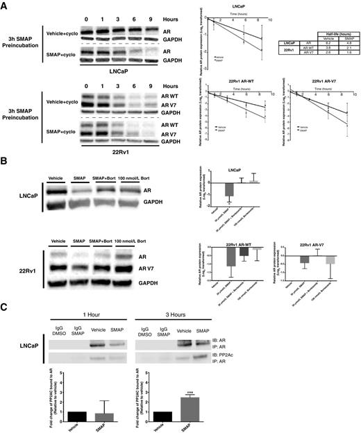 Figure 4. SMAP decreases AR half-life in LNCaP and 22Rv1 cells. A, Western blot analysis of AR in LNCaP and AR-WT and AR-V7 in 22Rv1 cells treated with vehicle control and cycloheximide or SMAP (3-hour preincubation) and cycloheximide for 1, 3, 6, and 9 hours. Doses of 30 μmol/L SMAP and 100 μg/mL cycloheximide were used. Plots of AR half- life over a period of 9 hours in LNCaP cells and AR-WT and AR-V7 in 22Rv1 cells in the presence of vehicle control or SMAP. B, Western blot analysis of AR normalized to GAPDH in LNCaP and 22Rv1 cells treated for 6 hours with vehicle control, 30 μmol/L SMAP, bortezomib (100 nmol/L for LNCaP and 1 μmol/L for 22Rv1), or 30 μmol/L SMAP and bortezomib. Western blot densitometry plot of AR relative to GAPDH. PP2A binds to AR after SMAP treatment. The densitometry results depict the averages of three independent experiments ± SD. ANOVA was performed for LNCaP treated with SMAP (P = 0.0315), 22Rv1 AR WT (P = 0.09), and 22Rv1 ARV7 (P = 0.5349). Full details of ANOVA and Dunnett test are provided in Supplementary Table S9. C, Coimmunoprecipitation of AR protein complexes in LNCaP cells treated with vehicle control or 30 μmol/L of SMAP for 1 and 3 hours. Western blot analysis showing the coimmunoprecipitation of AR and PP2A-C alone and in the same complex. Western blot densitometry plot showing the binding fold change of AR with PP2A-C with DMSO and SMAP. The densitometry results depict the averages of three independent experiments ± SD. *, P < 0.05; ***, P < 0.001.