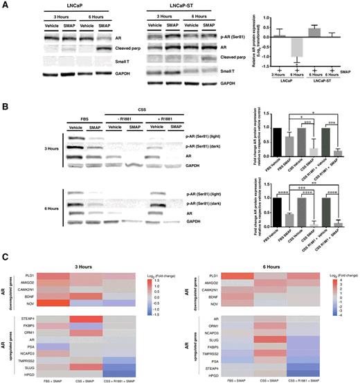 Figure 5. PP2A mediates SMAP-induced AR degradation. A, Western blot analysis of phosphorylated AR at Serine 81, AR, cleaved PARP, and small T antigen normalized to GAPDH in LNCaP cells stably transduced with a retrovirus expressing the small T antigen (LNCaP-ST). LNCaP and LNCaP-ST cells were treated with vehicle control or 30 μmol/L of SMAP for 3 and 6 hours. AR degradation by SMAP is increased in CSS media in LNCaP cells in presence and absence of R1881. The densitometry results depict the averages of three independent experiments ± SD. *, P < 0.05 (ANOVA, P = 0.0031). Full details of ANOVA and Tukey test are provided in Supplementary Table S10. B, Western blot analysis of phosphorylated AR at Serine81 and AR normalized to GAPDH in LNCaP cells treated with vehicle control or 30 μmol/L of SMAP for 3 and 6 hours in FBS or CSS media. Cells that were treated in CSS media were also treated with and without 1 nmol/L of R1881 for 3 and 6 hours together with DMSO or SMAP. Western blot densitometry plot of AR relative to GAPDH. The densitometry results depict the averages of three independent experiments using ± SD. *, P < 0.05; **, P < 0.01; ***, P < 0.001; ****, P < 0.0001. ANOVA was performed for LNCaP at 3 hours (P < 0.0001) and 6 hours (P < 0.0001). Full details of ANOVA and Tukey test are provided in Supplementary Table S11. C, Heatmaps of AR target gene mRNA expression levels in LNCaP cells treated with vehicle control or 30 μmol/L of SMAP for 3 and 6 hours in FBS or CSS media. AR target genes are separated into two groups: upregulated AR target genes and downregulated AR target genes. Cells that were treated in CSS media were also treated with and without 1 nmol/L of R1881 for 3 and 6 hours together with DMSO or SMAP. P values were calculated for each individual gene using ANOVA (Supplementary Table S12).