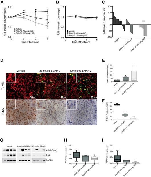 Figure 7. SMAP-2 inhibits tumor growth and reduces AR and PSA expression in vivo in a pharmacodynamic study in a castrated male LNCaP/AR xenograft mouse model. A total of 5 × 106 LNCaP/AR cells was subcutaneously injected into the right flank of castrated SCID mice and allowed to grow to an average of 200 mm3. Mice were treated twice daily with vehicle control, 30 mg/kg SMAP-2, and 100 mg/kg SMAP-2 for 6 days. SMAP-2 was administered orally in a homogenous solution comprised of N,N-Dimethylacetamide, Solutol, and water. A, Fold change of tumor volume assessed every 2 days for the duration of the study. B, Fold change in body weight of mice over the course of the pharmacodynamic study. C, Waterfall plot of percent change in individual tumor volumes from day 0–6, ANOVA, P = 0.0029. Full details of ANOVA and Dunnett test are provided in Supplementary Table S14. D, Representative microscopy images of treated and control xenograft tumor sections resected 2 hours after final dose and stained for TUNEL and PCNA. Quantification of the percentage of TUNEL-positive cells (green; ANOVA, P = 0.0289) and PCNA-positive cells (brown; ANOVA, P < 0.0001) in treated and control xenograft tumors is shown in E and F, respectively. Full details of ANOVA and Dunnett are provided in Supplementary Tables S15 and S16. G, Representative immunoblots of AR and PSA protein expression in control and treated xenograft tumors resected 2 hours after final dose as performed by immunoblotting and densitometry. Quantification of AR (H) and PSA (I) protein expression in control and treated xenograft tumors resected 2 hours after final dose as performed by immunoblotting and densitometry. ANOVA was performed for AR (P = 0.0199) and PSA (P = 0.0075). Full details of ANOVA and Dunnett tests are provided in Supplementary Tables S17 and S18. *, P < 0.05; **, P < 0.01; ***, P < 0.001.