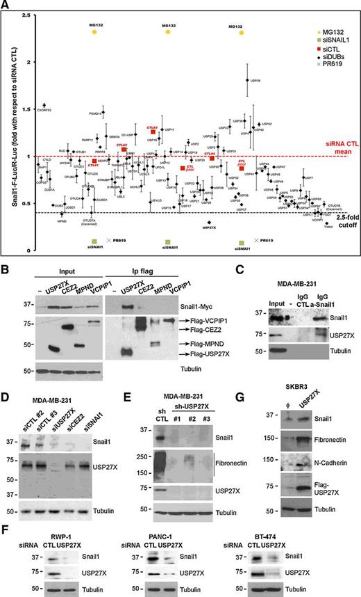 Figure 1. A DUB siRNA screening identifies USP27X as a putative Snail1 DUB. A, Normalized values of Snail1-F-Luc/R-Luc in MDA-MB-231 cells transfected with siRNAs for the indicated DUBs (black diamonds). The basal F-Luc/R-Luc level (siRNA CTL mean) was determined by transfecting individually four control siRNAs (#1 to #4) and a mix of them (CTL pool; red squares). A SNAI1 siRNA (green squares) was used to define the lower value. Cell treatment with MG132 (yellow dots) or PR619 (blue crosses) was carried out to determine the effect of the inhibition of the proteasomal degradation or the DUB activity. Values represent the mean of two independent screenings and candidates were selected for further analysis when F-Luc/R-Luc ratio decreased more than 2.5-fold (dotted line). B, Coimmunoprecipitation of selected Flag-DUBs with ectopic Snail1-Myc analyzed by Western blot. C, Endogenous coimmunoprecipitation of Snail1 with USP27X. D, MDA-MB-231 cells were transfected with the indicated siRNAs, and Snail1 and USP27X expression was determined by Western blotting. E, MDA-MB-231 cells infected with indicated shRNAs (CTL or three different shRNAs for USP27X) were analyzed for Snail1, USP27X, and fibronectin (visualized as a smear band) proteins after being stably selected. F, USP27X was depleted by transfecting a specific siRNA in cell lines that show a positive correlation between Snail1 and USP27X (see Supplementary Fig. S2E). G, The 72 KDa Flag-USP27X was stably expressed in SKBR3 cells; the expression of Snail1 and EMT markers was analyzed by Western blotting (φ, empty vector).