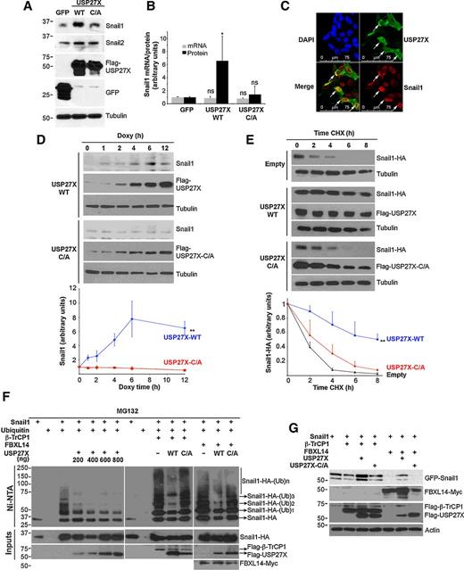 Figure 2. USP27X expression stabilizes Snail1. A, USP27X, either WT or the C/A mutant, were transiently expressed in MDA-MB-231 cells, and endogenous Snail1 and Snail2 levels were determined 48 hours after transfection. B, Quantification of endogenous Snail1 protein or mRNA (detected by qRT-PCR) from different transfection experiments (n = 4). C, Immunofluorescence analysis of Snail1-HA (red) and Flag-USP27X (green) after transient transfection of USP27X in cells stably expressing Snail1-HA. DAPI staining and the merge of Snail1 and USP27X are also shown. Arrows indicate cells expressing USP27X where Snail1 staining is increased. D, MDA-MB-231 cells were stably infected with a doxycycline (doxy)-regulated expression plasmid for USP27X (WT or C/A mutant). Endogenous Snail1 expression was monitored at the indicated times after doxy addition. Bottom, densitometric quantification (n = 3). E, HEK293T cells transiently transfected with Snail1-HA and Flag-USP27X (WT or C/A) were treated with cycloheximide (CHX) for the indicated times and analyzed by Western blotting. Bottom, densitometric quantification (n = 3). F, The indicated plasmids were transfected together with Ubiquitin-HIS; ubiquitinated proteins were purified by nickel-nitrilotriacetic acid (Ni-NTA) pulldown and Snail1 deubiquitination quantified. The USP27X-mutant C/A was used as a control. G, USP27X counteracts Snail1 degradation mediated by the ubiquitinated ligases β-TrCP1 and FBXL14. Data are the mean ± SD, and statistical significance was determined by one-tailed (B) or two-tailed (D and E), unpaired t test with *, P < 0.05; **, P < 0.01; ns, not significant.