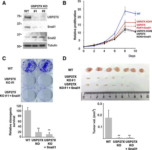 Figure 3. USP27X depletion retards cell growth. A, Western blot analysis of two independent cell lines (#1 and #2) stably selected after CRISPR/Cas9-mediated knockdown of USP27X in MDA-MB-231 cells (SNAI1 mRNA is shown in Supplementary Fig. S7A). Other CRISPR/Cas9 clones are shown in Supplementary Fig. S7B. B, Proliferation of WT (blue line) and USP27 KO cells (#1, red line; #2, black line) and USP27X KO cells infected with a Snail1 retrovirus-expression vector (USP27X KO + Snail1; dotted lines) or with the corresponding CTL virus (USP27X KO). Proliferation was determined by MTT quantification and normalized to time 0 (n = 3). C, Clonogenic assay carried out with USP27X WT, USP27X KO (#1), or USP27X KO + Snail1 cells (1,000 cells/well; 10 days of cell growth). The picture shows a representative experiment stained with crystal violet. Other experiments with USP27X KO #2 are shown in Supplementary Fig. S7C. The quantification performed with USP27X KO #1 (n = 3) was obtained using ImageJ (bottom). D, In vivo tumor growth of control (WT), USP27X KO, or USP27X KO + Snail1 cells subcutaneously injected in NOD/SCID mice (500,000 cells/flank; 30 days of growth). Data obtained with USP27X KO #2 are shown in Supplementary Fig. S7D. The quantification of the tumors obtained in this experiment is shown at the bottom. Data are the mean ± SD; **, P < 0.01.