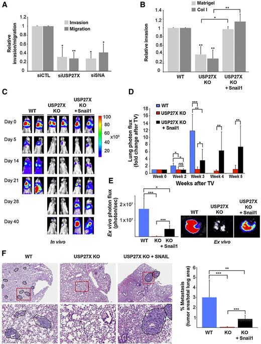 Figure 4. USP27X depletion decreases cell migration, invasion, and metastasis. A, MDA-MB-231 cells were transfected with the indicated siRNAs, plated on Matrigel-coated Transwells (50,000 cells/well), and invasion toward 10% FBS was assessed after 10 hours. Cell migration was performed without Matrigel for 6 hours. B, MDA-MB-231 WT, USP27X KO, and USP27X KO + Snail1 cells were seeded on Matrigel or Collagen I–coated Transwells as in A. Invasion and migration assays were quantified with ImageJ after fixation and staining with DAPI; the figure shows the mean ± SD of three independent experiments. C, In vivo bioluminescence detection at indicated times of lung metastasis in NOD/SCID mice after tail-vein (TV) injection of MDA-MB-231 WT, USP27X KO, and USP27X KO + Snail1 cells, all expressing luciferase. IVIS images are representative of two mice from eight. Color bar is shown for photon flux equivalence. D, Quantification of bioluminescence at indicated times (n = 8). Data are the normalized photon flux represented as a fold change after tail-vein injection. E, Ex vivo bioluminescence quantification of lungs determined immediately after mice were euthanized (WT, day 21; USP27X KO and USP27X KO + Snail1, day 40). Right, representative IVIS images of metastatic lungs ex vivo. F, Left, H&E staining of histologic lung sections after the completion of the experiment described above (WT, day 21; USP27X KO and USP27X KO + Snail1, day 40). Top, metastases are marked with lines (×10); bottom, magnification of metastatic areas indicated with red squares (×20). Right, metastatic area quantification per total lung after scoring 10 representative sections. Data are the mean ± SD; *, P < 0.05; **, P < 0.01; ***, P < 0.001.